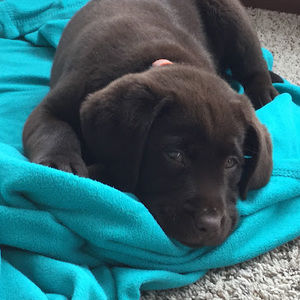 Meet your Posher, Addison